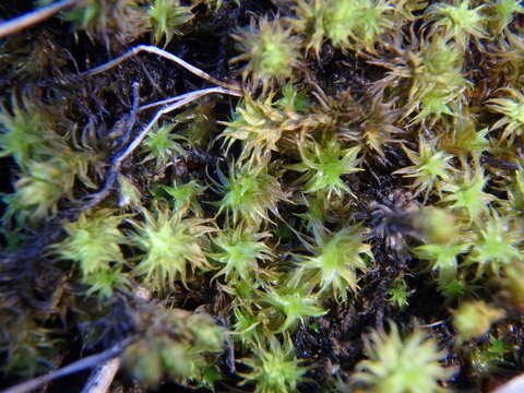 Plancia ëd Leptodontium paradoxum Stone & G. A. M. Scott 1981