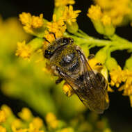 Imagem de Colletes simulans armatus Patton 1879