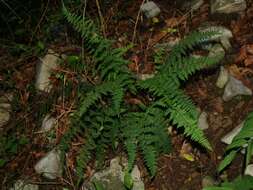 Myriopteris alabamensis (Buckley) Grusz & Windham resmi