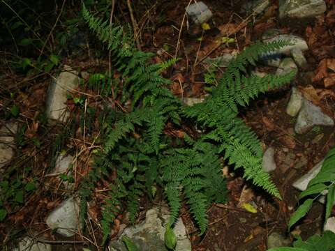 Image of Alabama lipfern