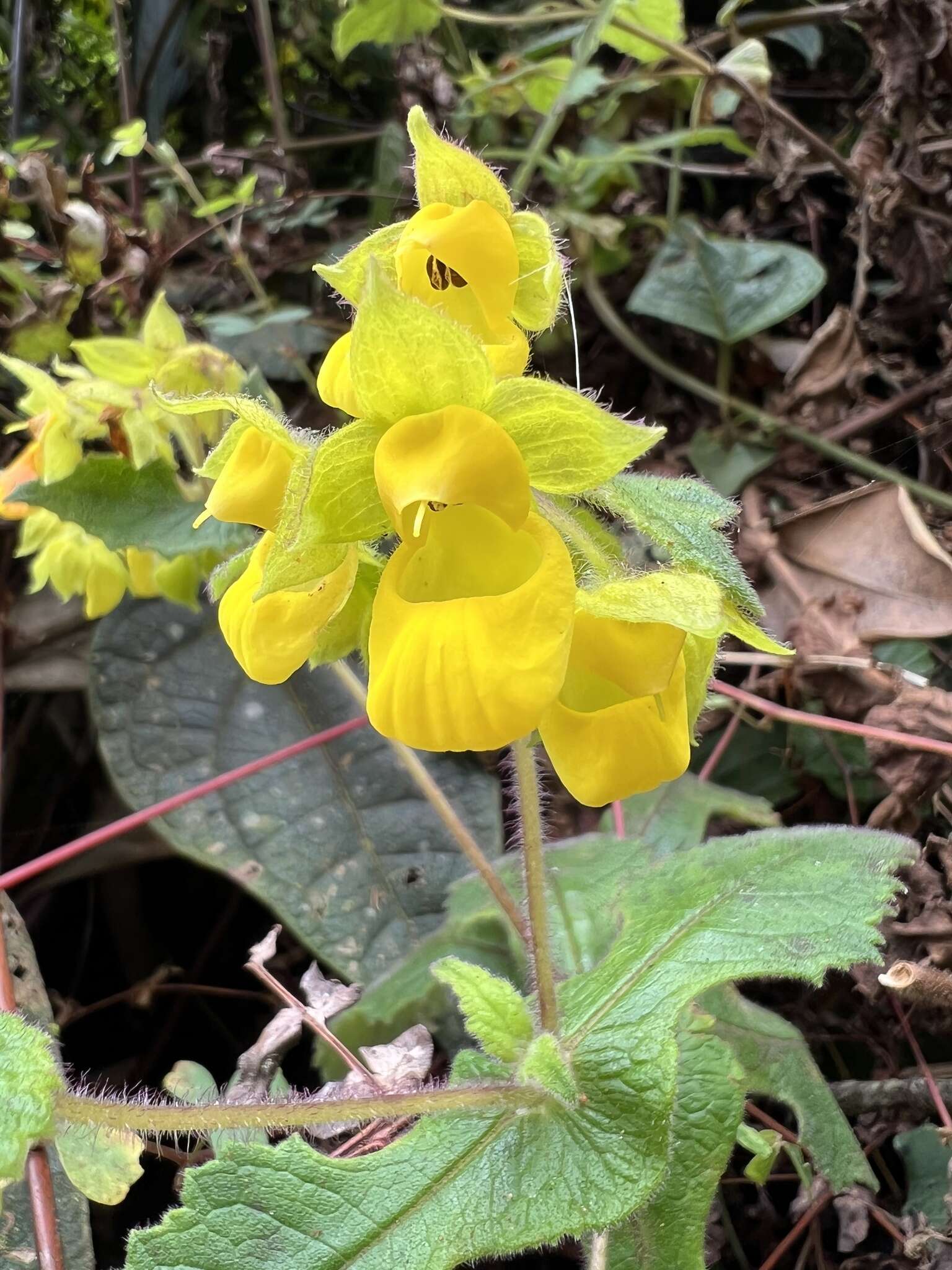 Image of Calceolaria perfoliata L. fil.