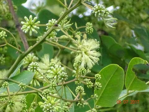 Imagem de Albizia procera (Roxb.) Benth.