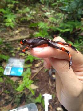 Image of Harlequin Poison Frog