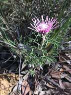 Image of Isopogon formosus R. Br.