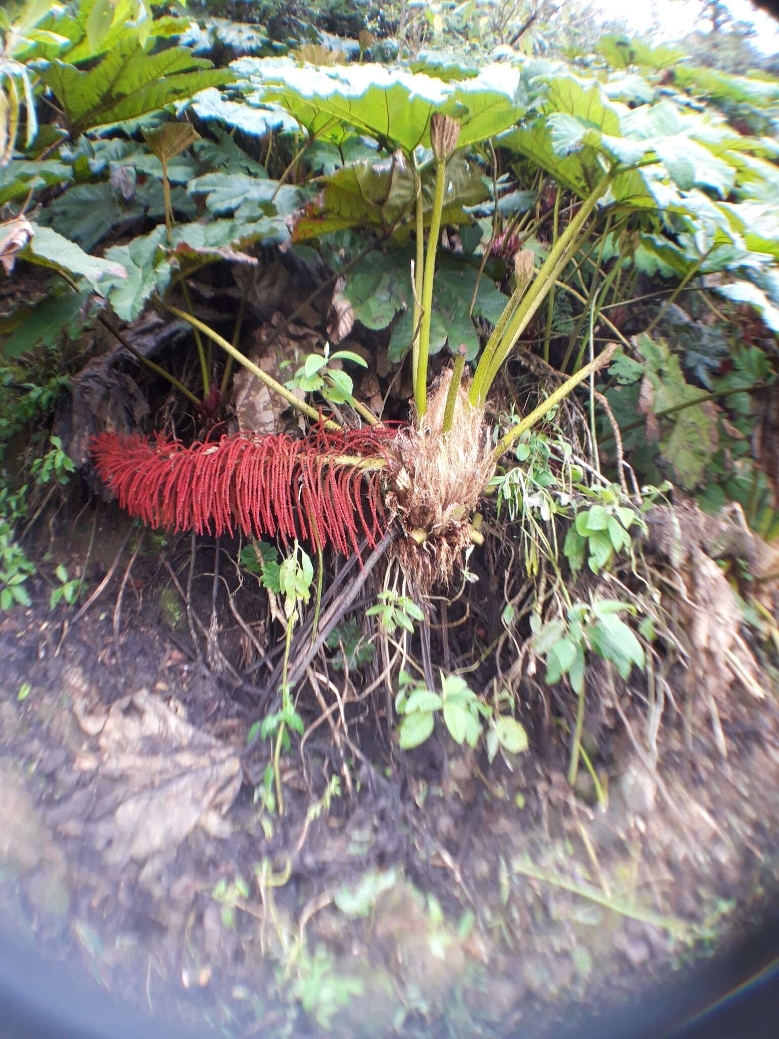 Image of Gunnera brephogea Linden & Andre