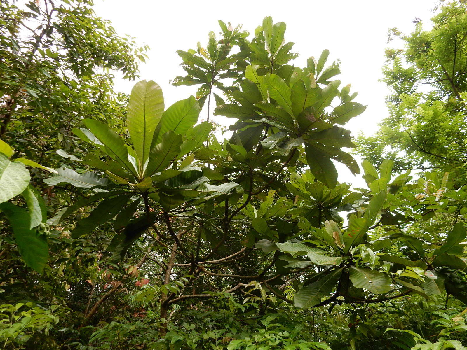 Image of Campnosperma auriculatum (Bl.) Hook. fil.