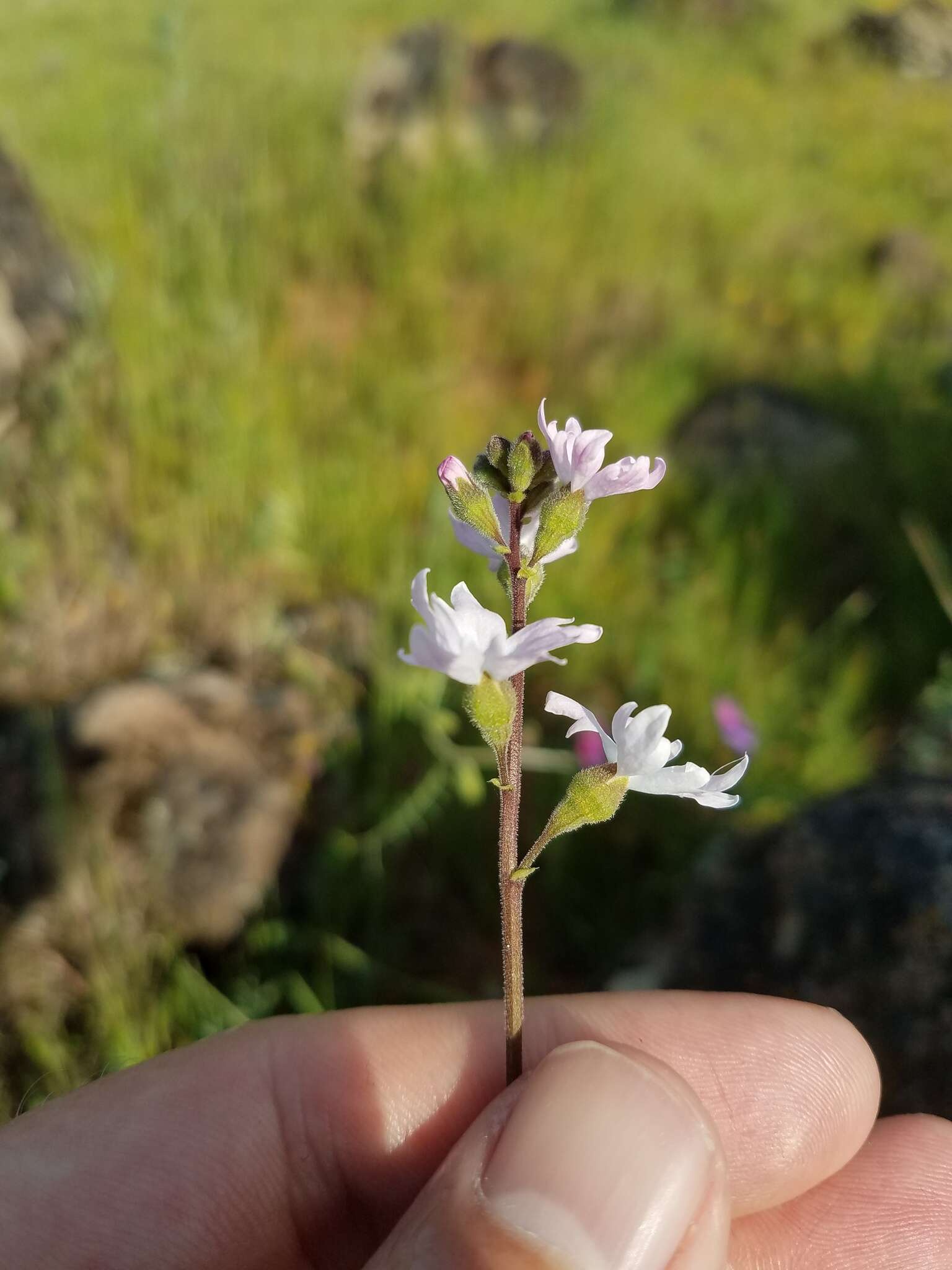 Image of prairie woodland-star