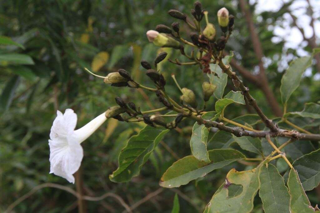 Image of Tabebuia calcicola Britton