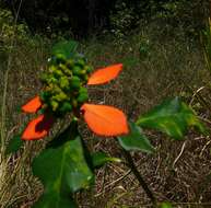 Imagem de Euphorbia heterophylla var. cyathophora (Murray) Griseb.