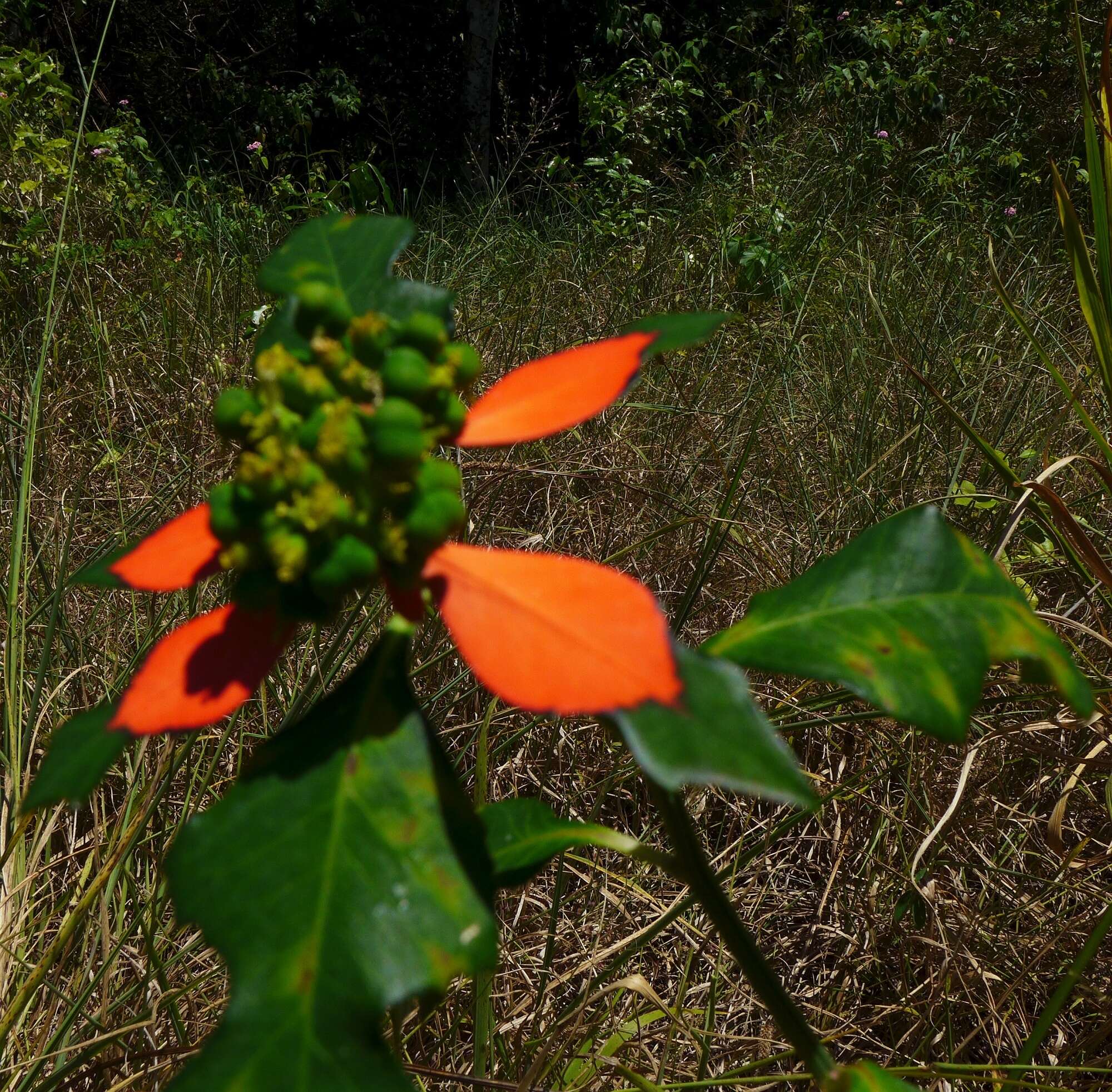 Imagem de Euphorbia heterophylla var. cyathophora (Murray) Griseb.