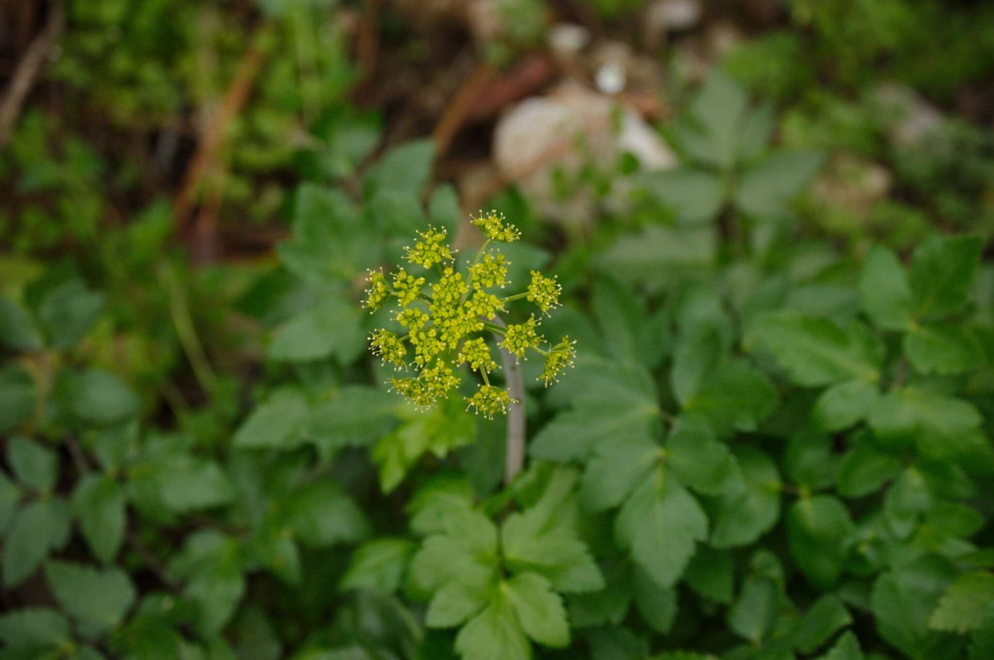 Image of Arracacia atropurpurea (Lehm.) Benth. & Hook. fil. ex Hemsl.