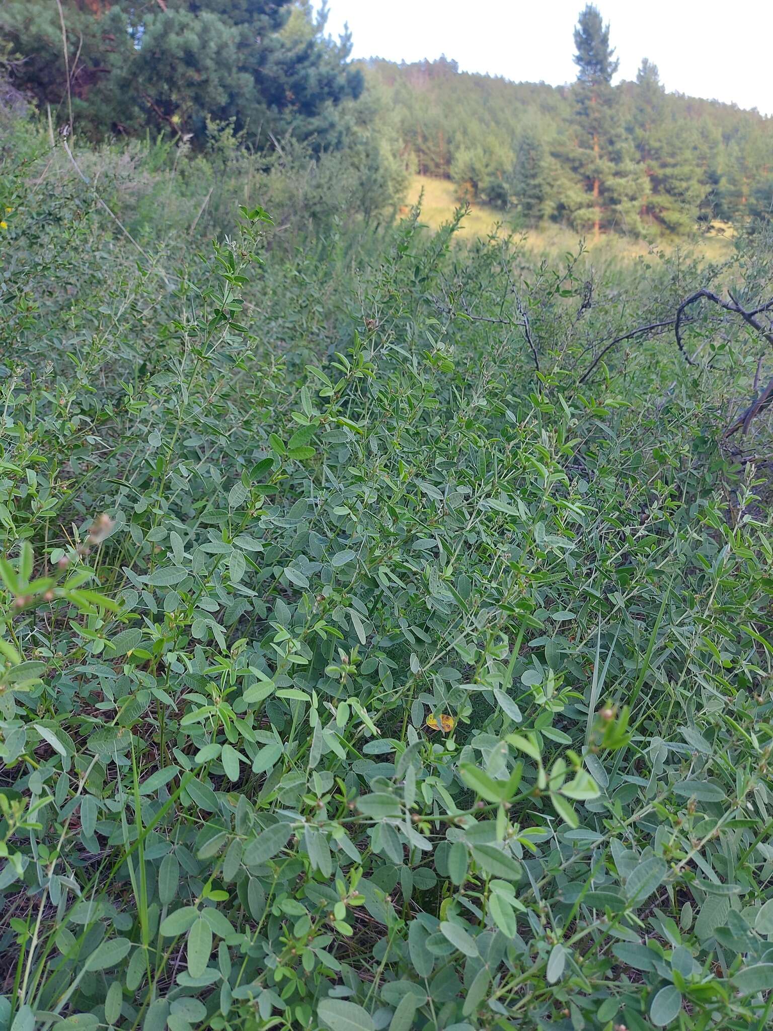 Слика од Lespedeza davurica (Laxm.) Schindl.