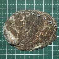 Image of variable abalone