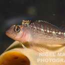 Image of Striped Triplefin