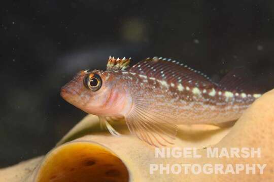 Image of Striped Triplefin