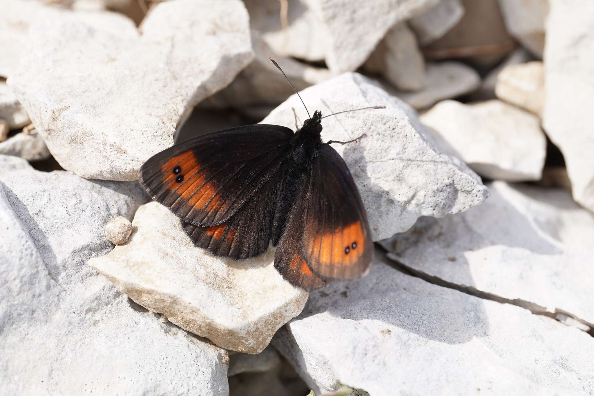 Image of Larche Ringlet