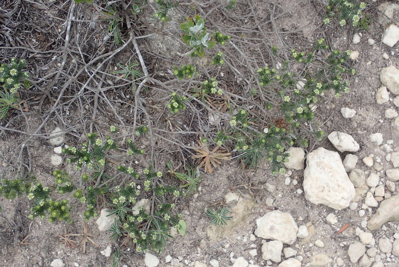 Image of Phylica axillaris var. maritima Pillans