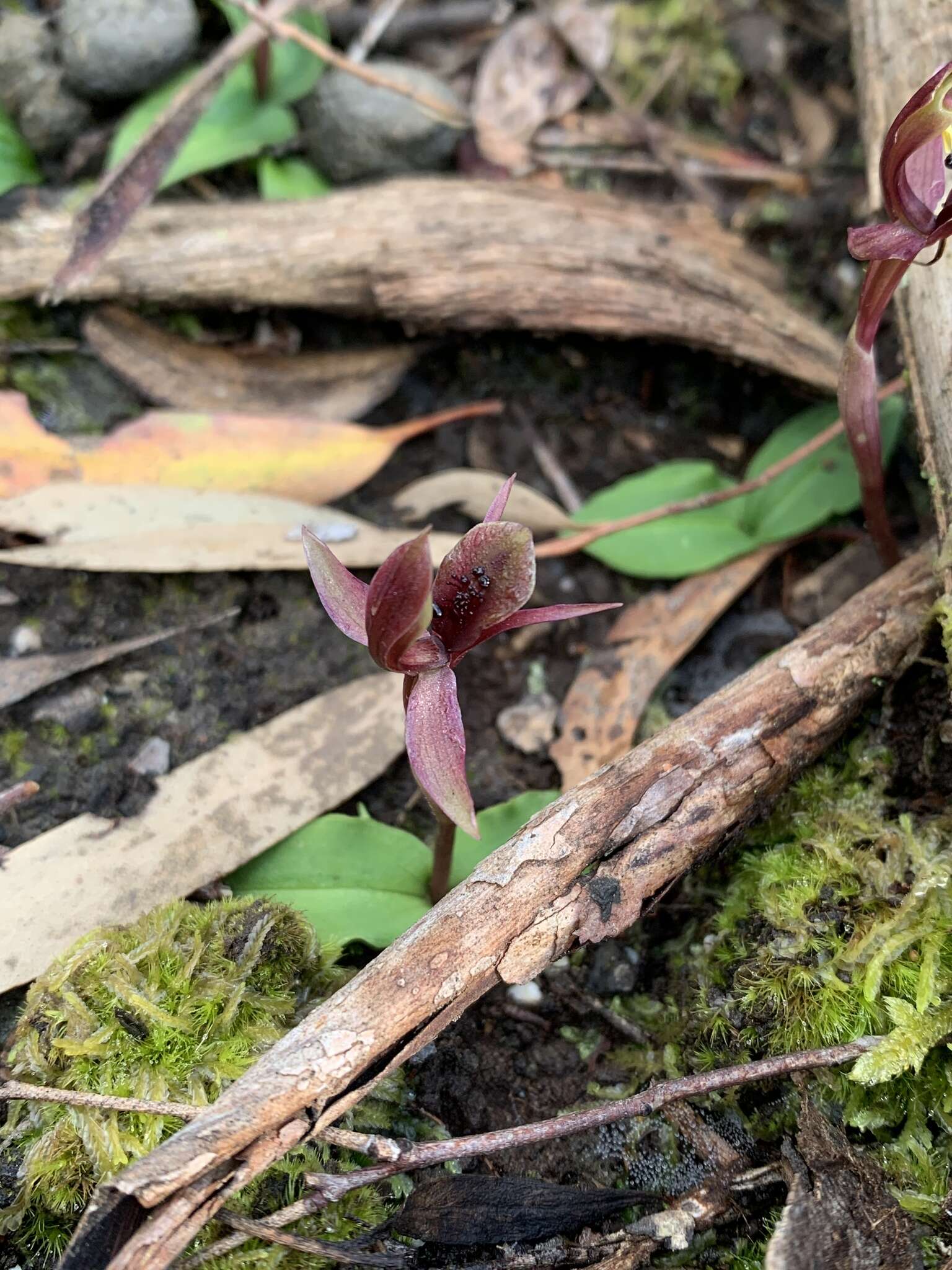 Image of Chiloglottis pescottiana R. S. Rogers