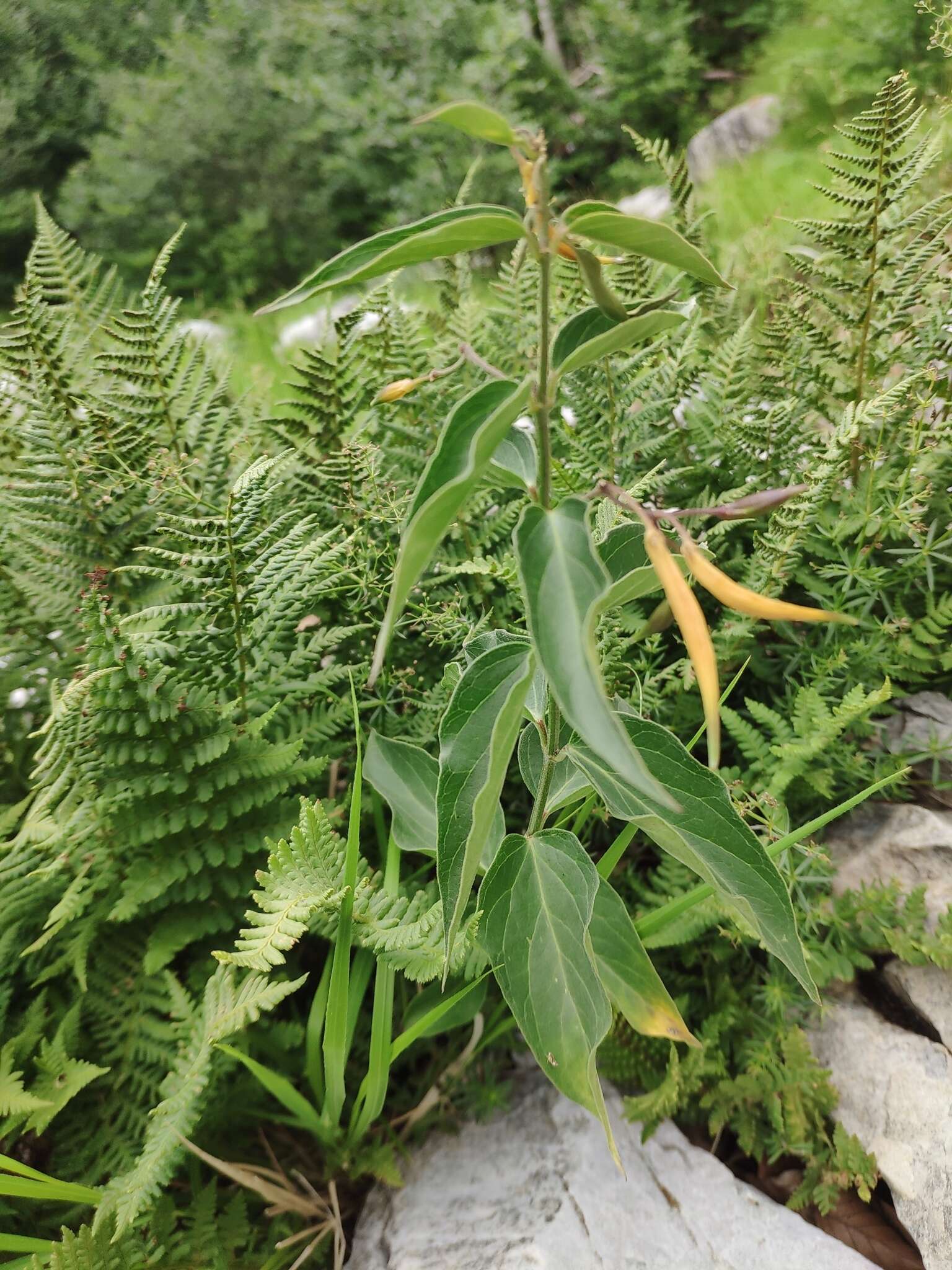 Image of white swallow-wort