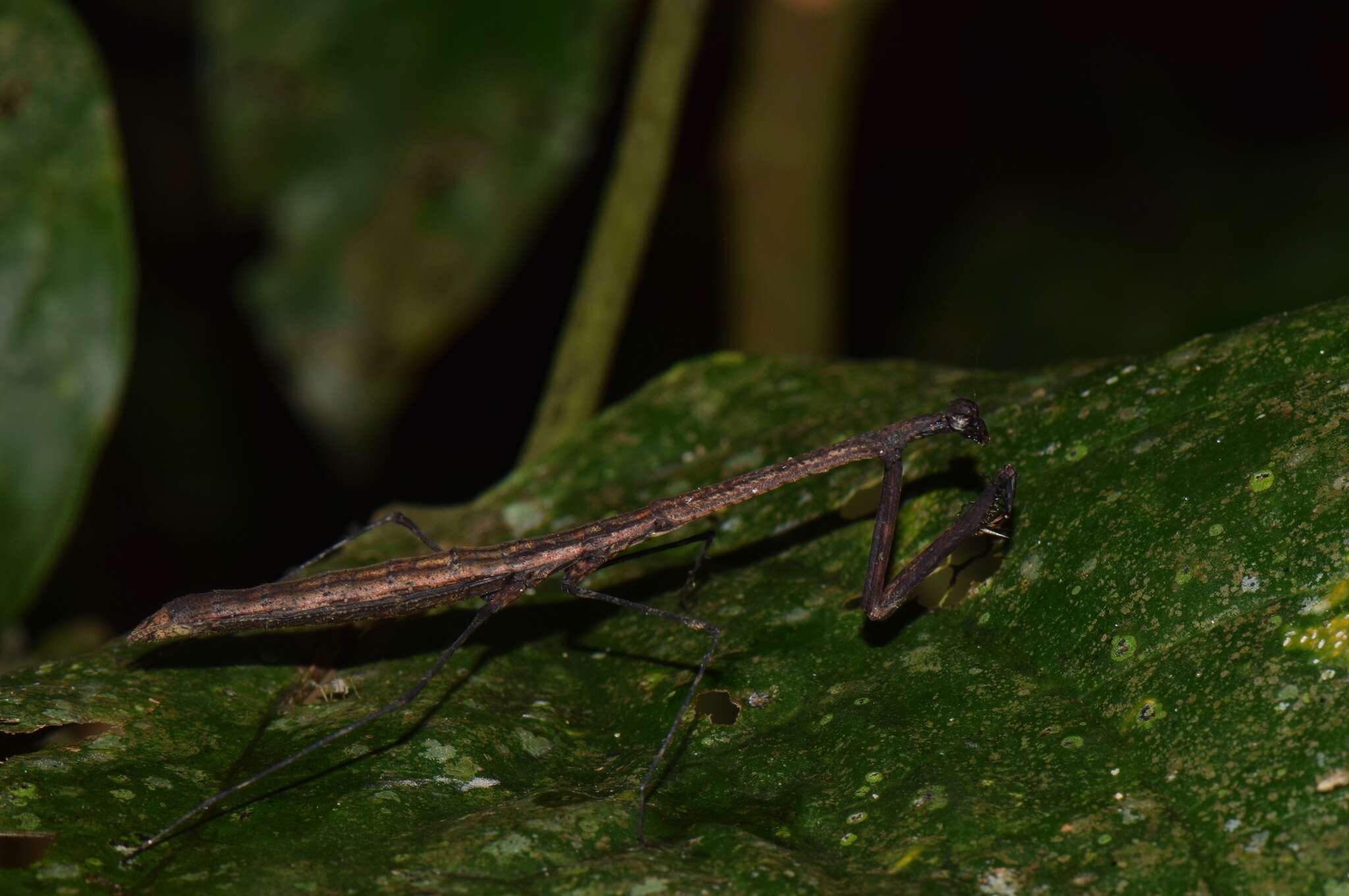 Image de Macromusonia major Saussure & Zehntner 1894