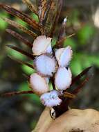 Image of Cypress Gall Midges