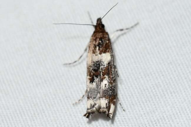 Image of Clouded veneer moth