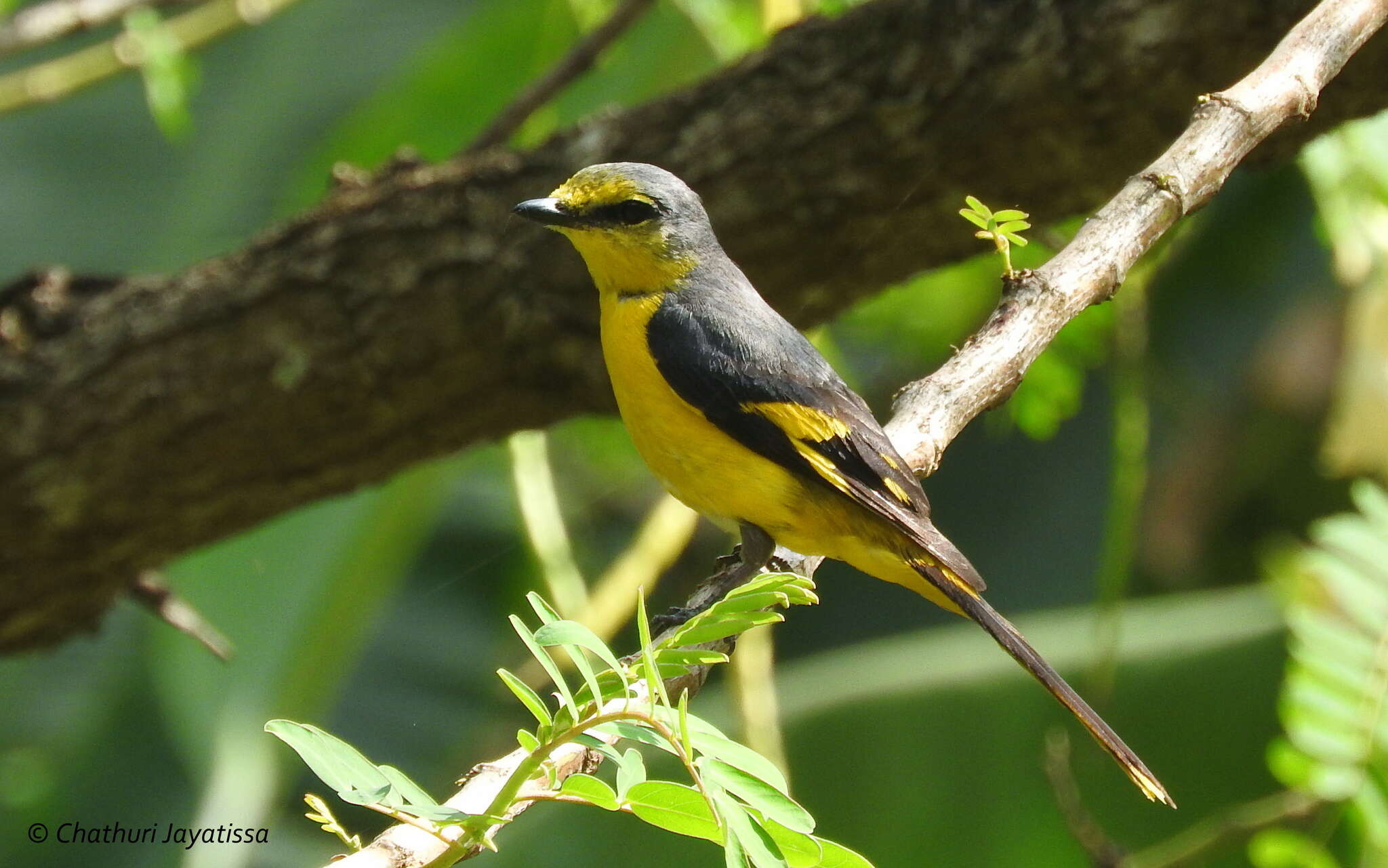 Image of Orange Minivet