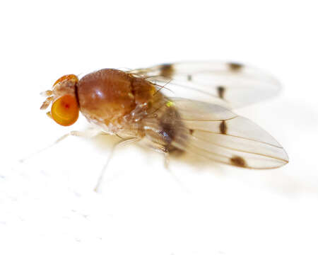 Image of Pomace fly