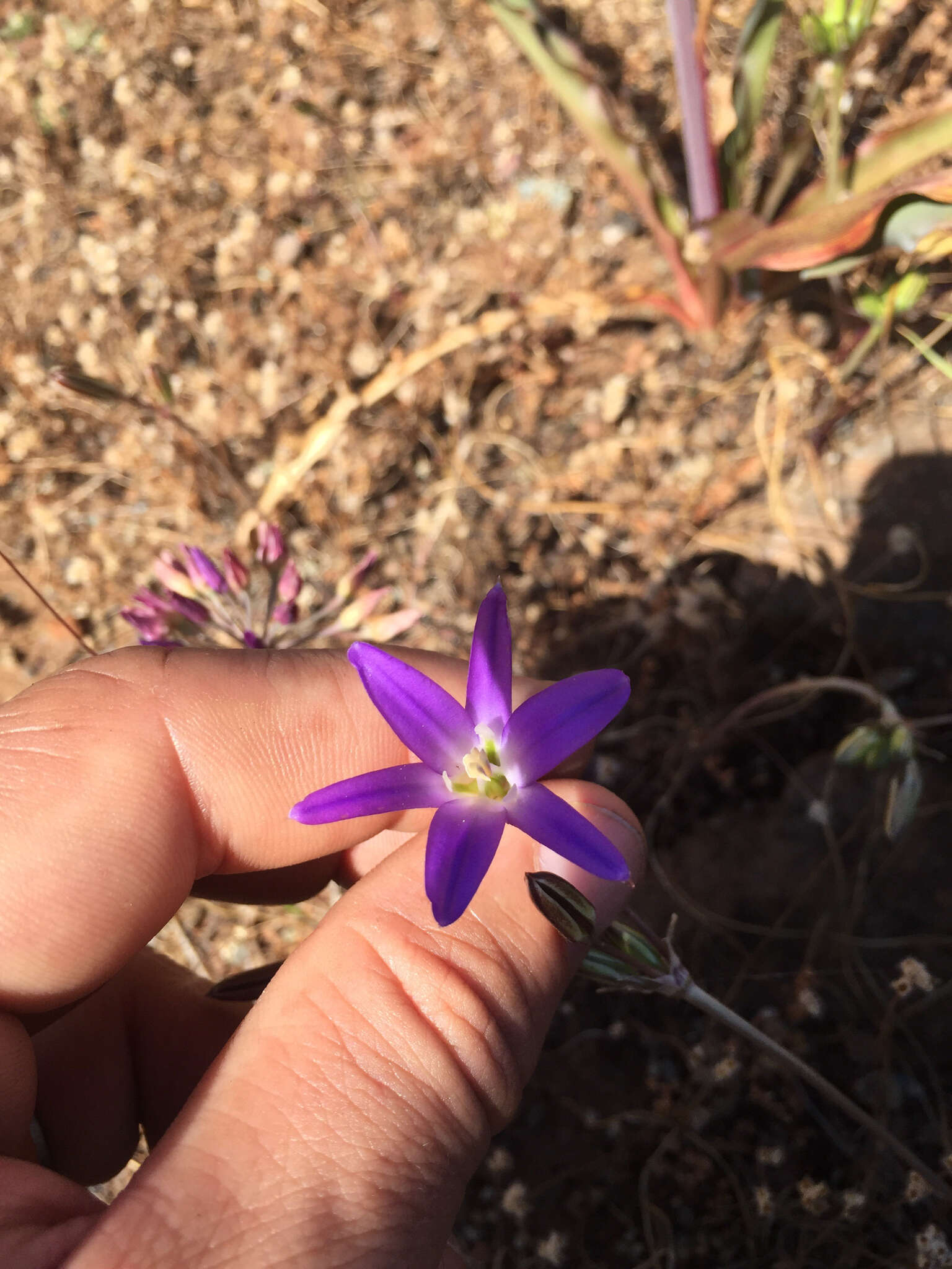 Sivun Brodiaea elegans Hoover kuva