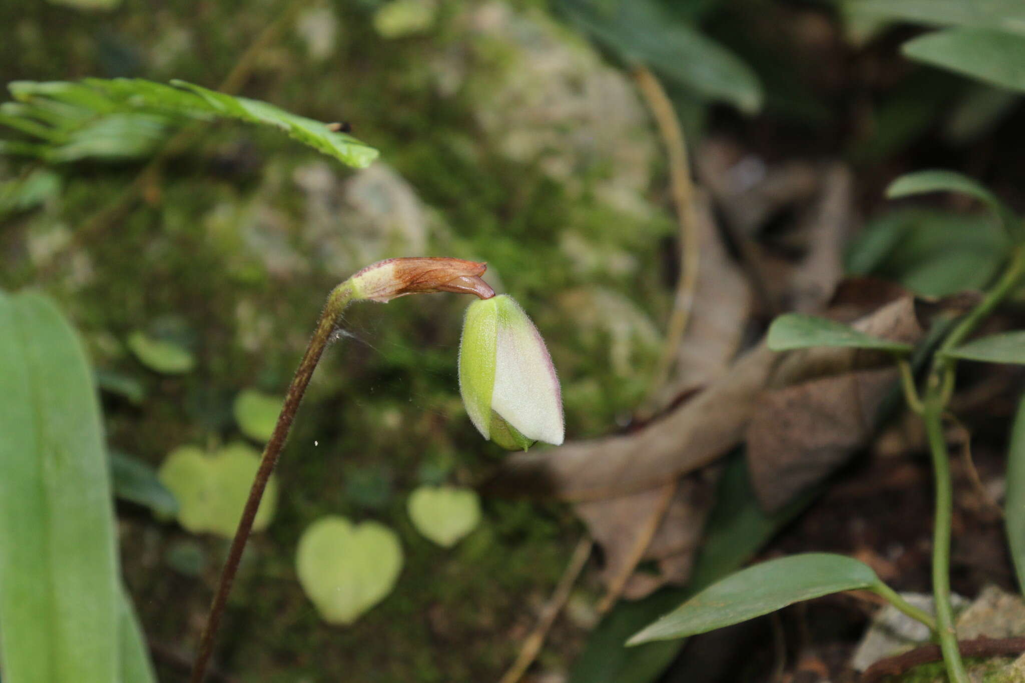 Image de Paphiopedilum spicerianum (Rchb. fil.) Pfitzer