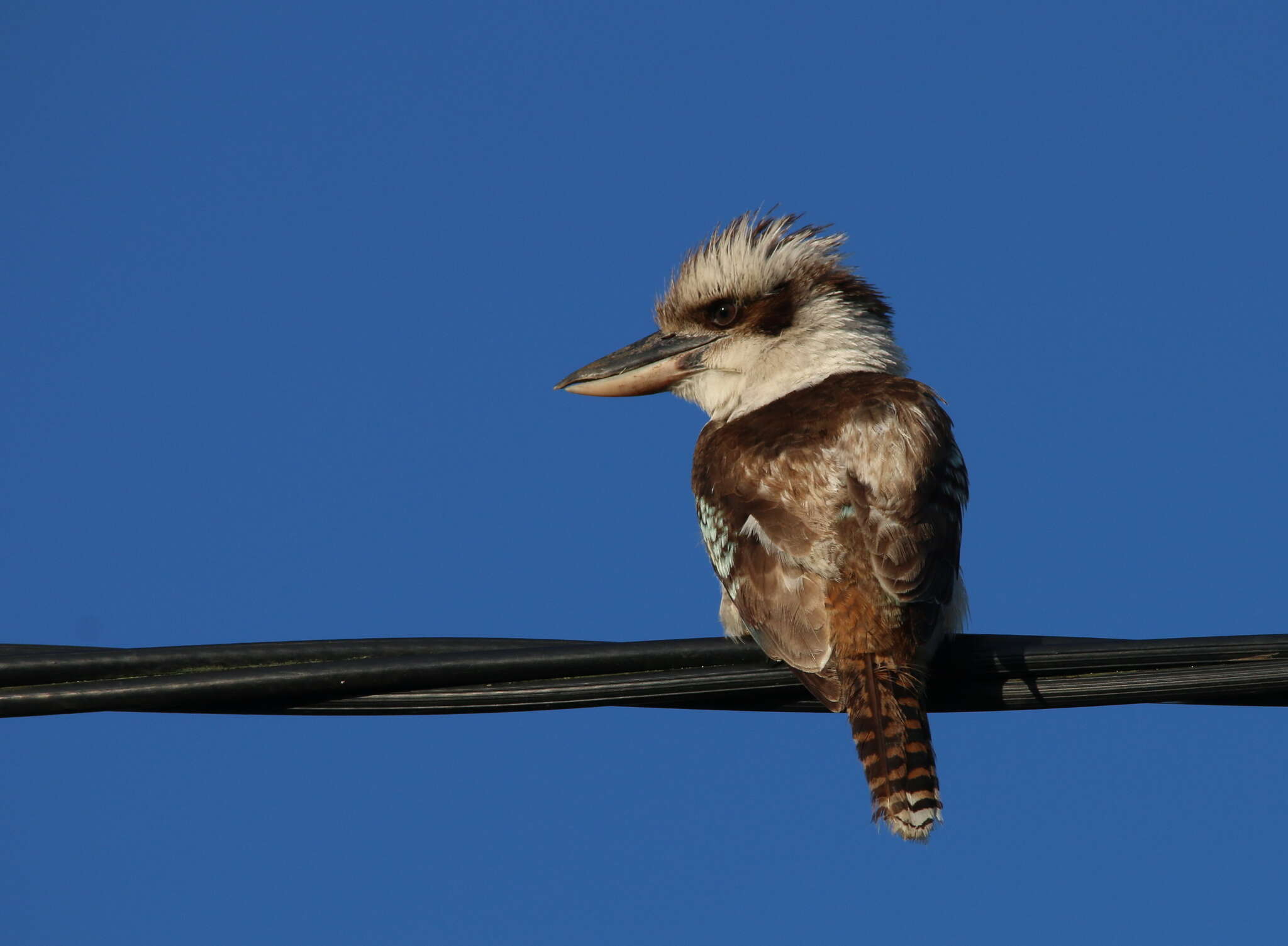 Image of Kookaburra