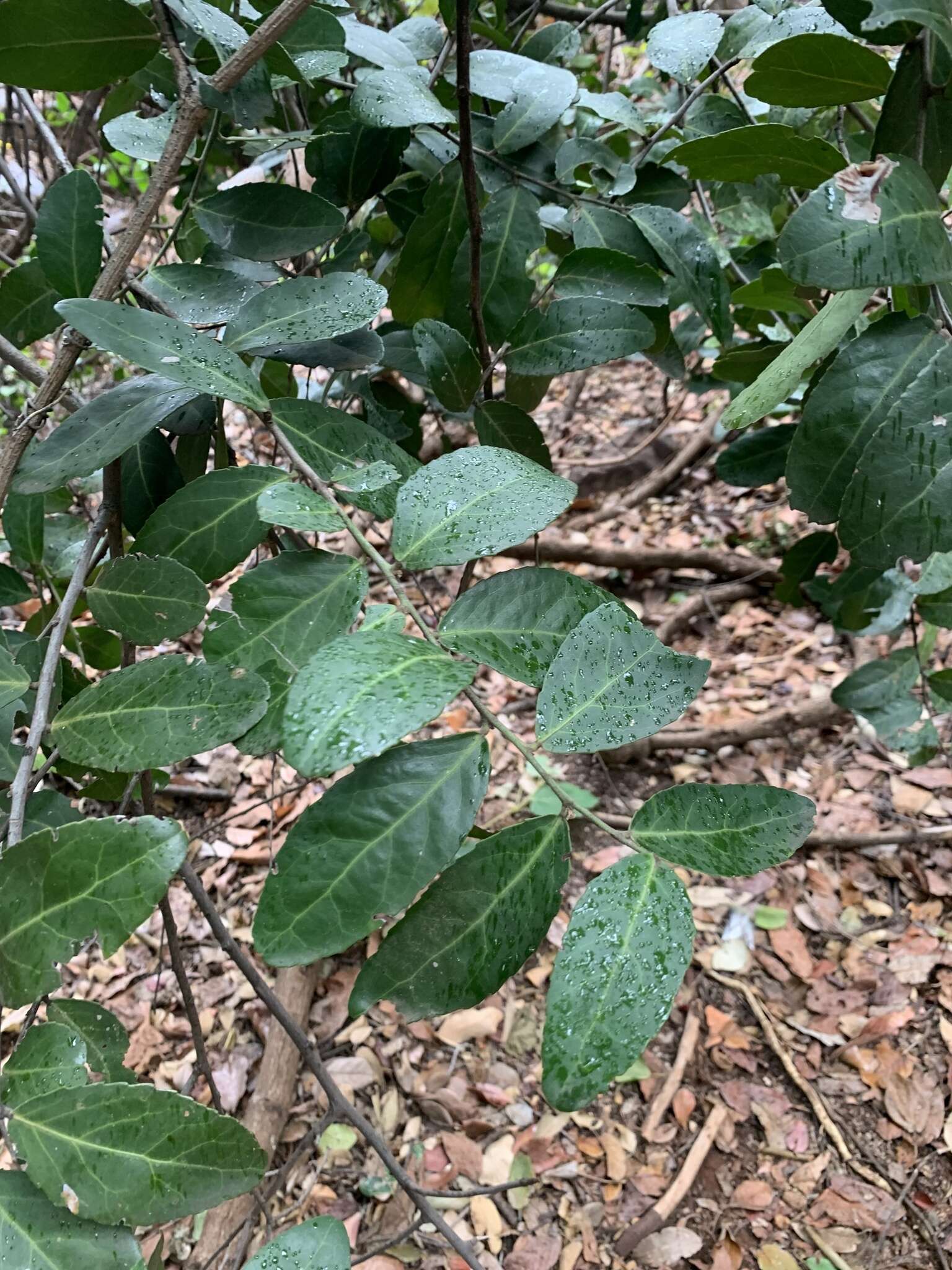 Sivun Mystroxylon aethiopicum subsp. schlechteri (Loes.) R. H. Archer kuva