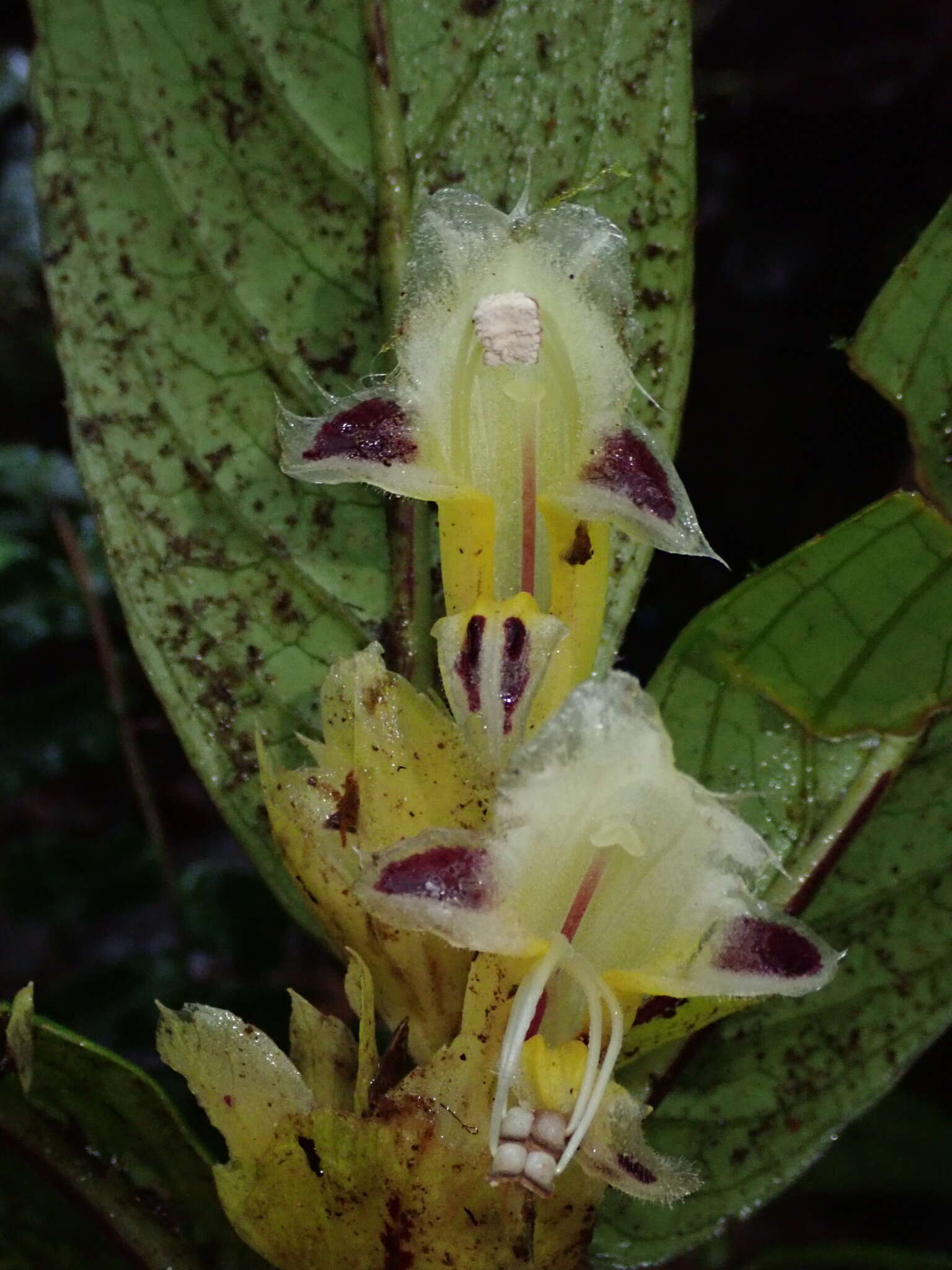 Image of Columnea picta H. Karst.