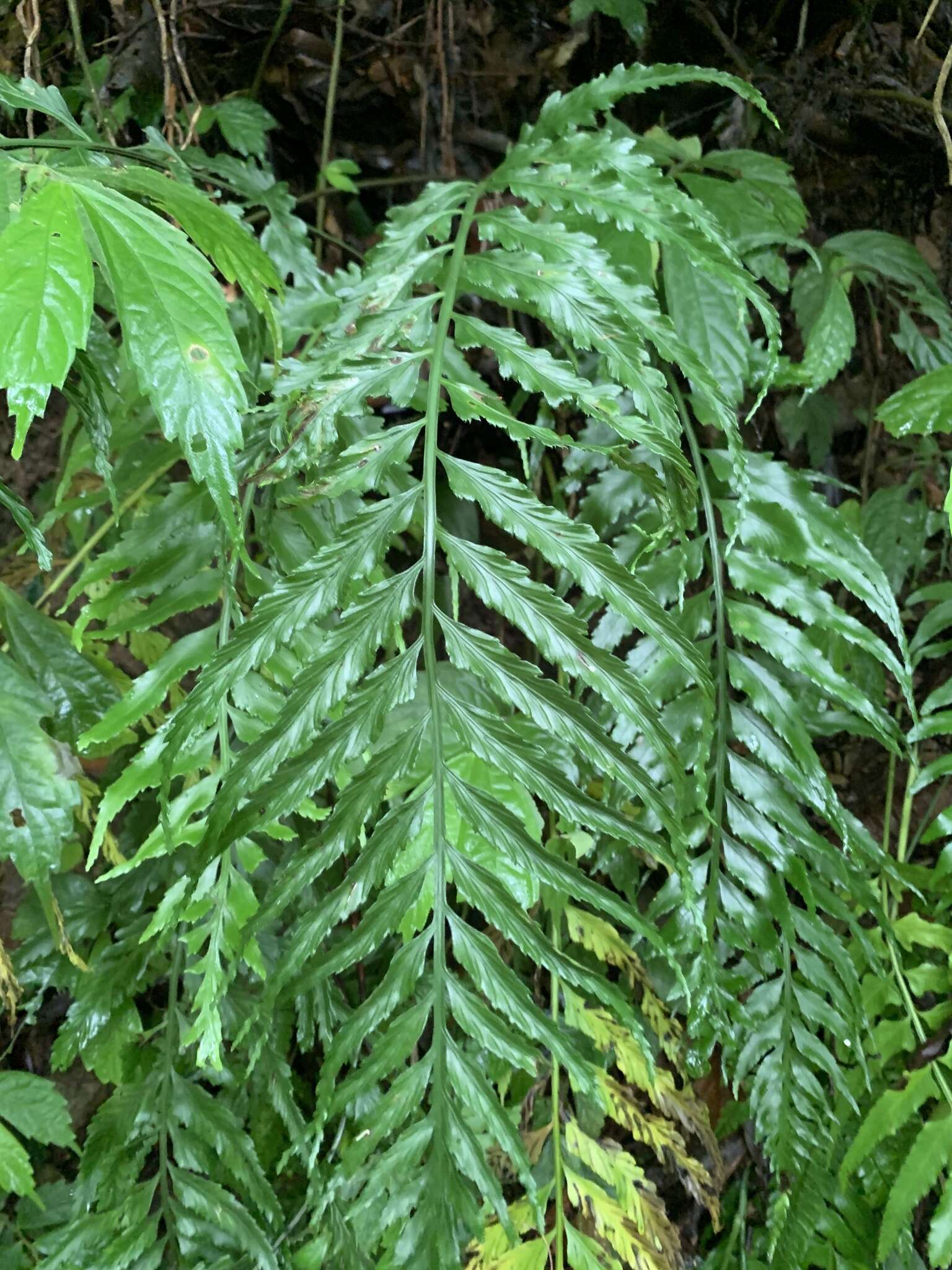 Image of Asplenium wrightii Eaton ex Hook.