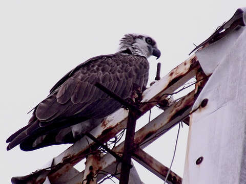 Image of ospreys