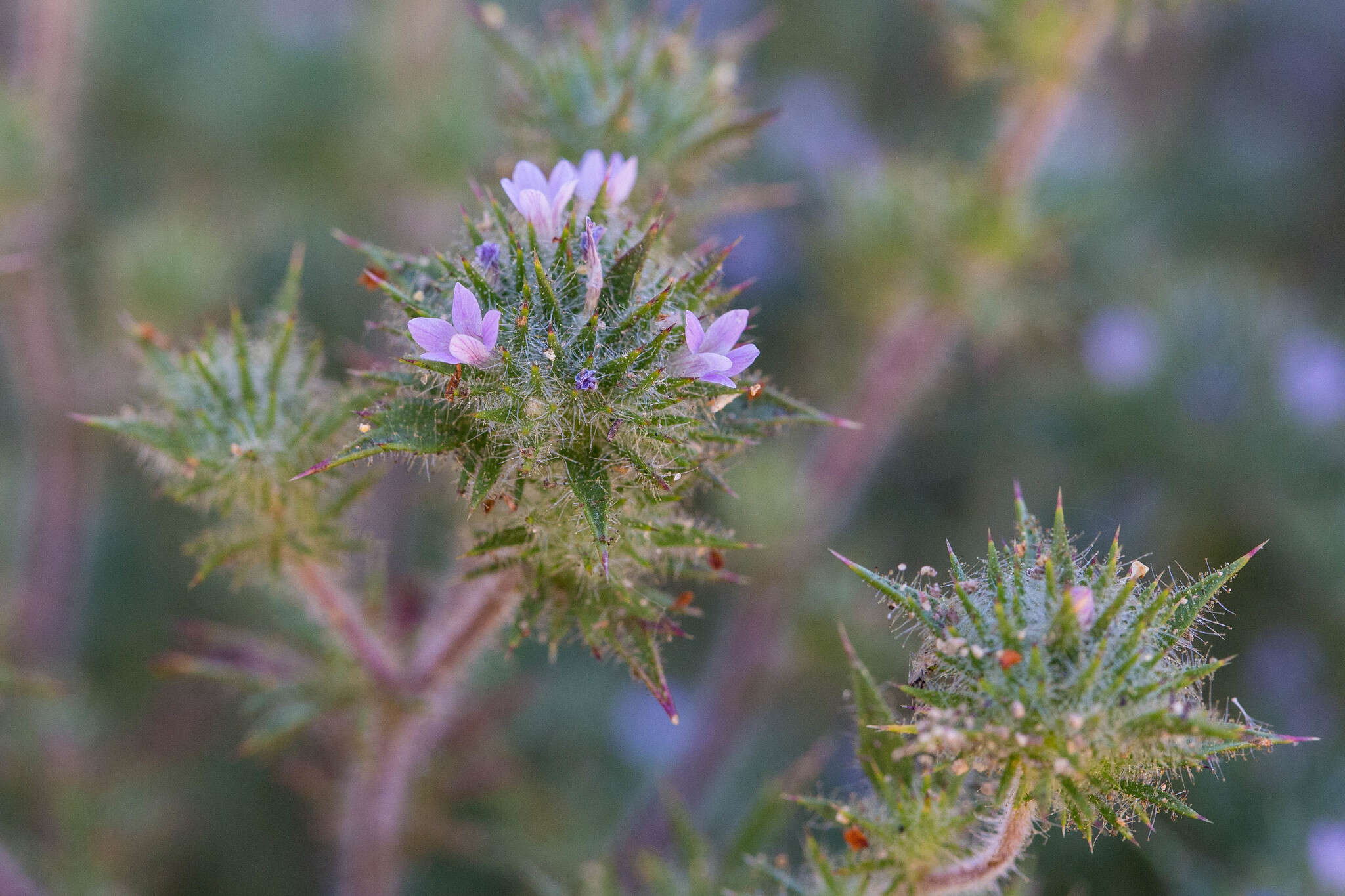 Image of Honey-Scented Pincushion-Plant