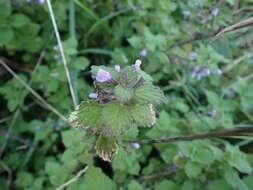 Image of Ballota nigra subsp. meridionalis (Bég.) Bég.