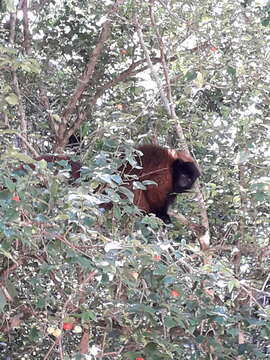 Imagem de Callicebus personatus (É. Geoffroy Saint-Hilaire 1812)