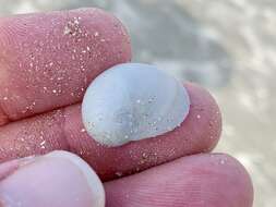 Image of baby's ear moonsnail