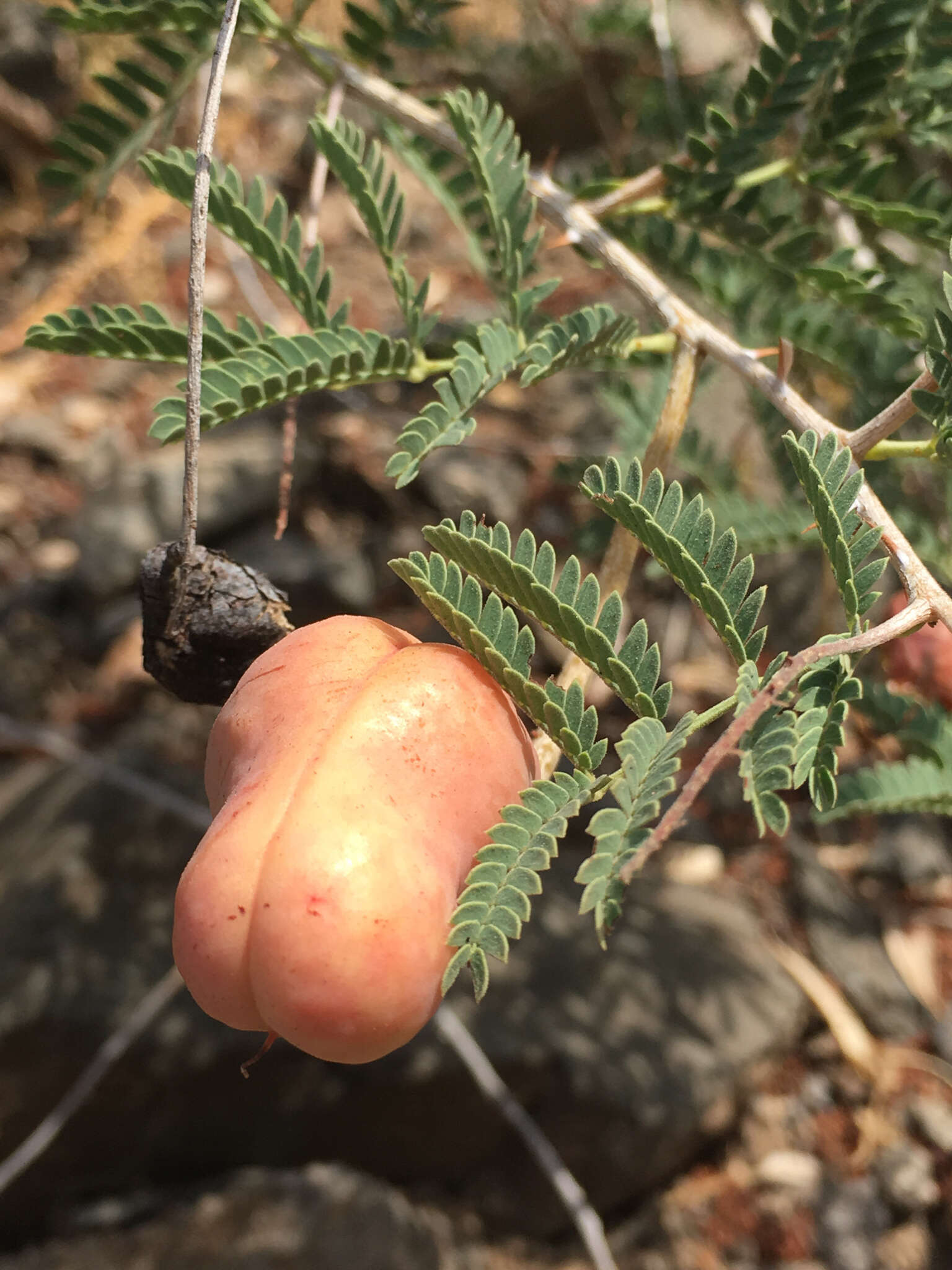 Image de Prosopis farcta (Banks & Sol.) J. F. Macbr.