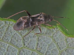 Image of Leaf bug