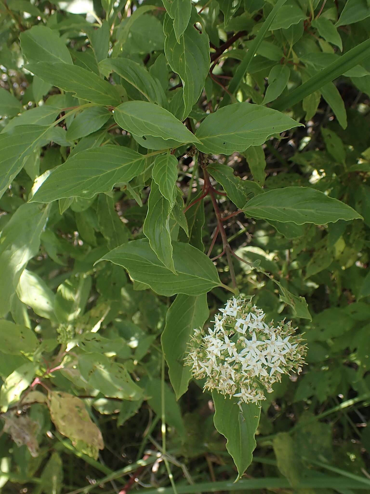 صورة Cornus sericea subsp. sericea