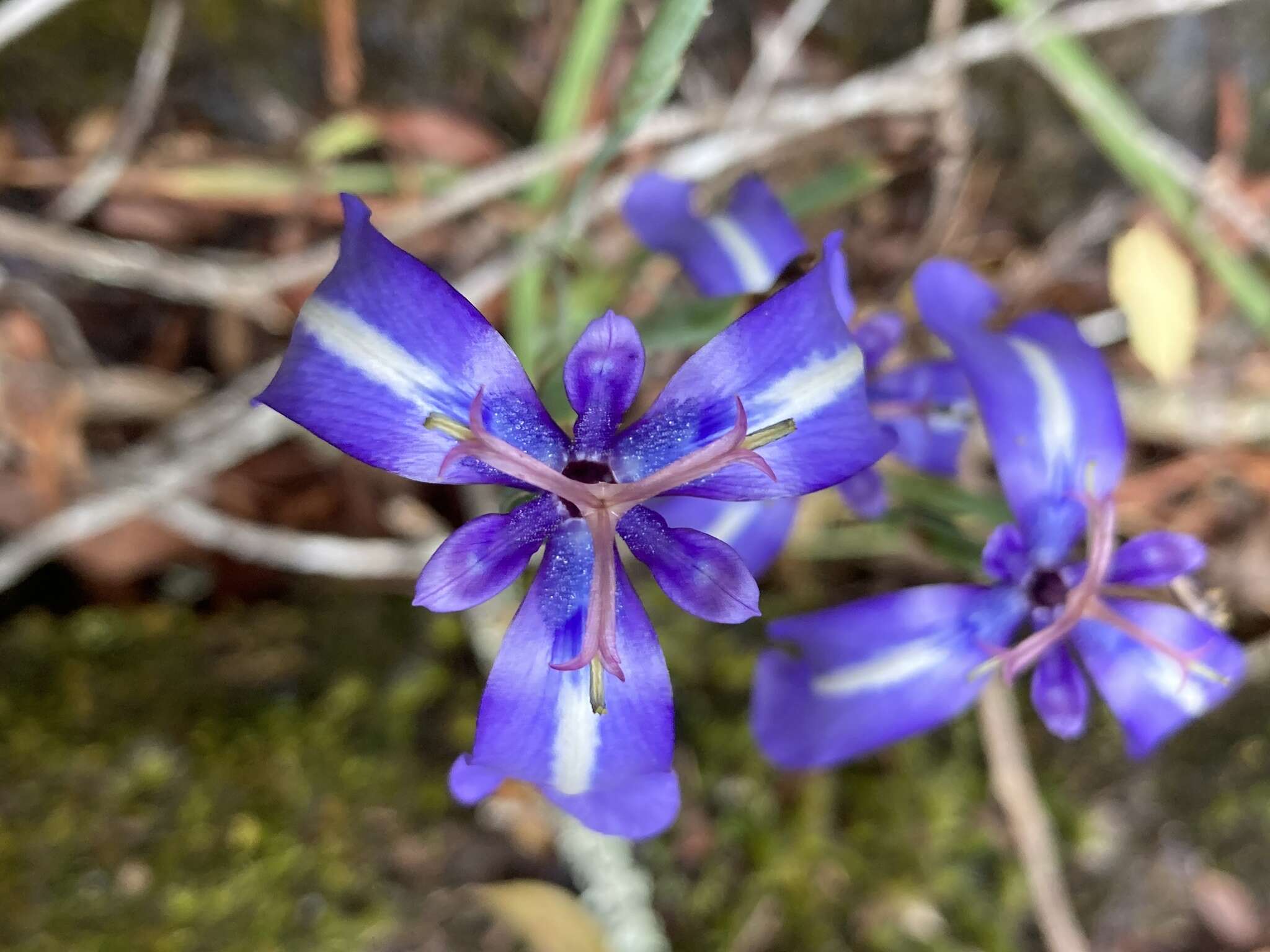 Image of Herbertia pulchella Sweet