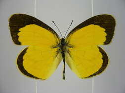 <i>Eurema <i>brigitta</i></i> brigitta resmi