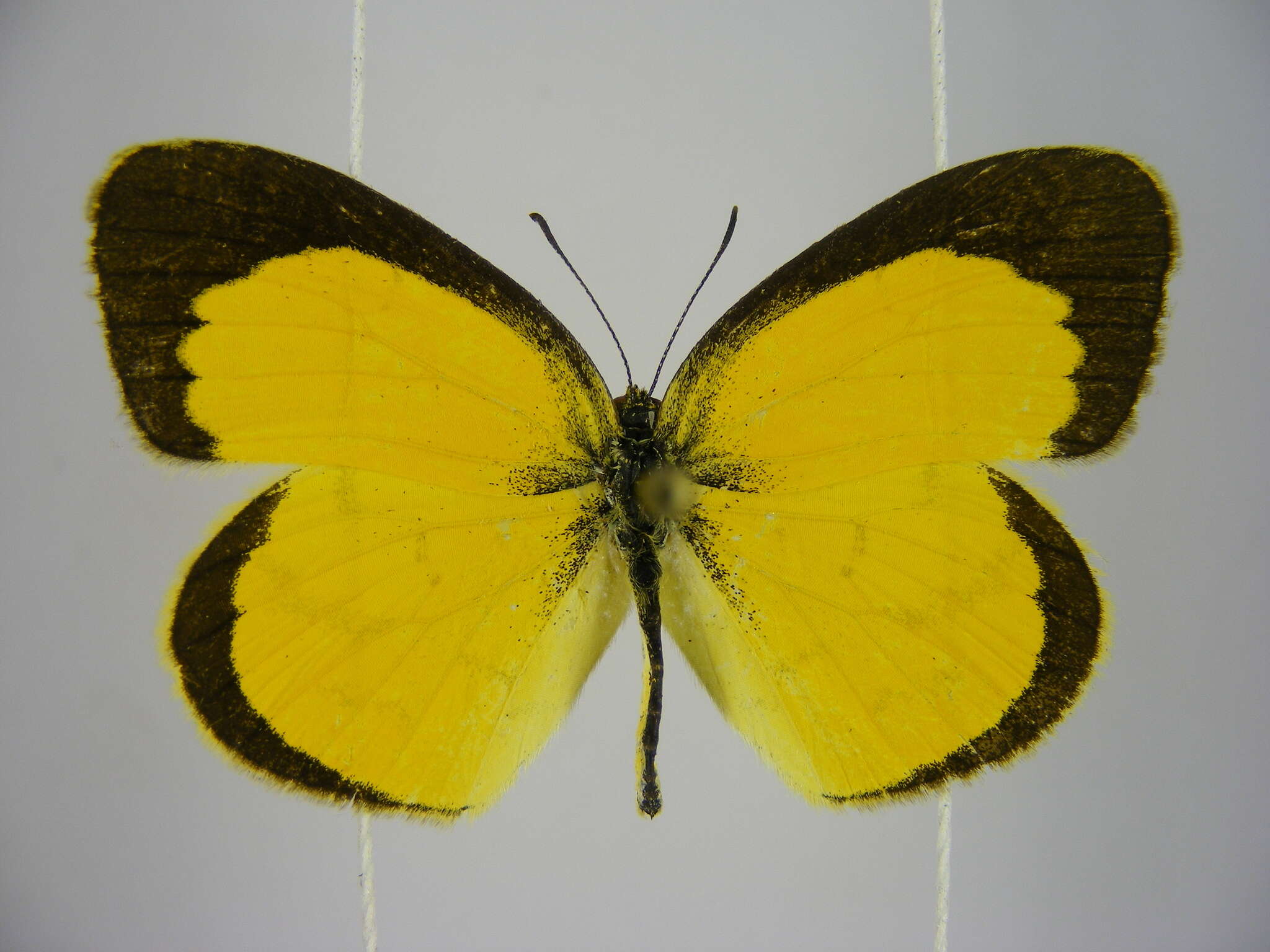 <i>Eurema <i>brigitta</i></i> brigitta resmi