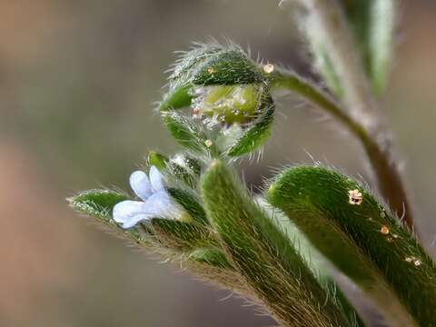 Image of Lappula concava (F. Müll.) F. Müll.