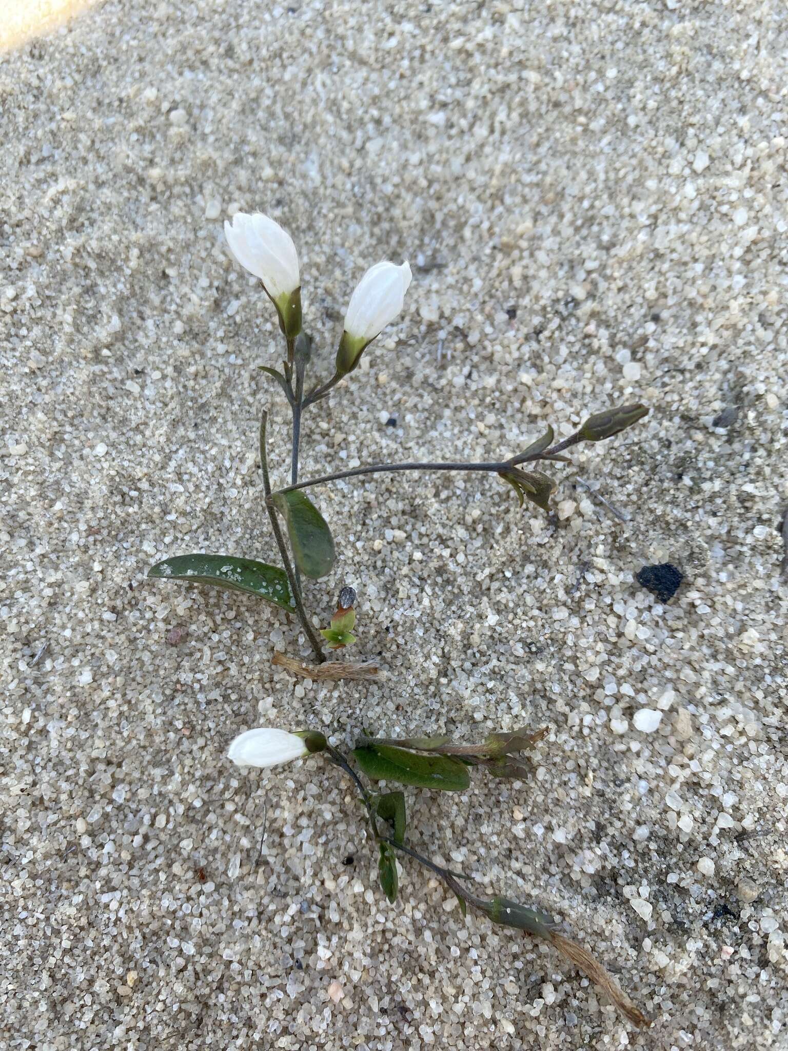 Image of coastal plain dawnflower