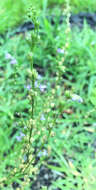 Image of Canada toadflax