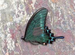 Image of Alpine Black Swallowtail