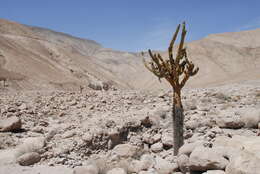 Image of Browningia candelaris (Meyen) Britton & Rose